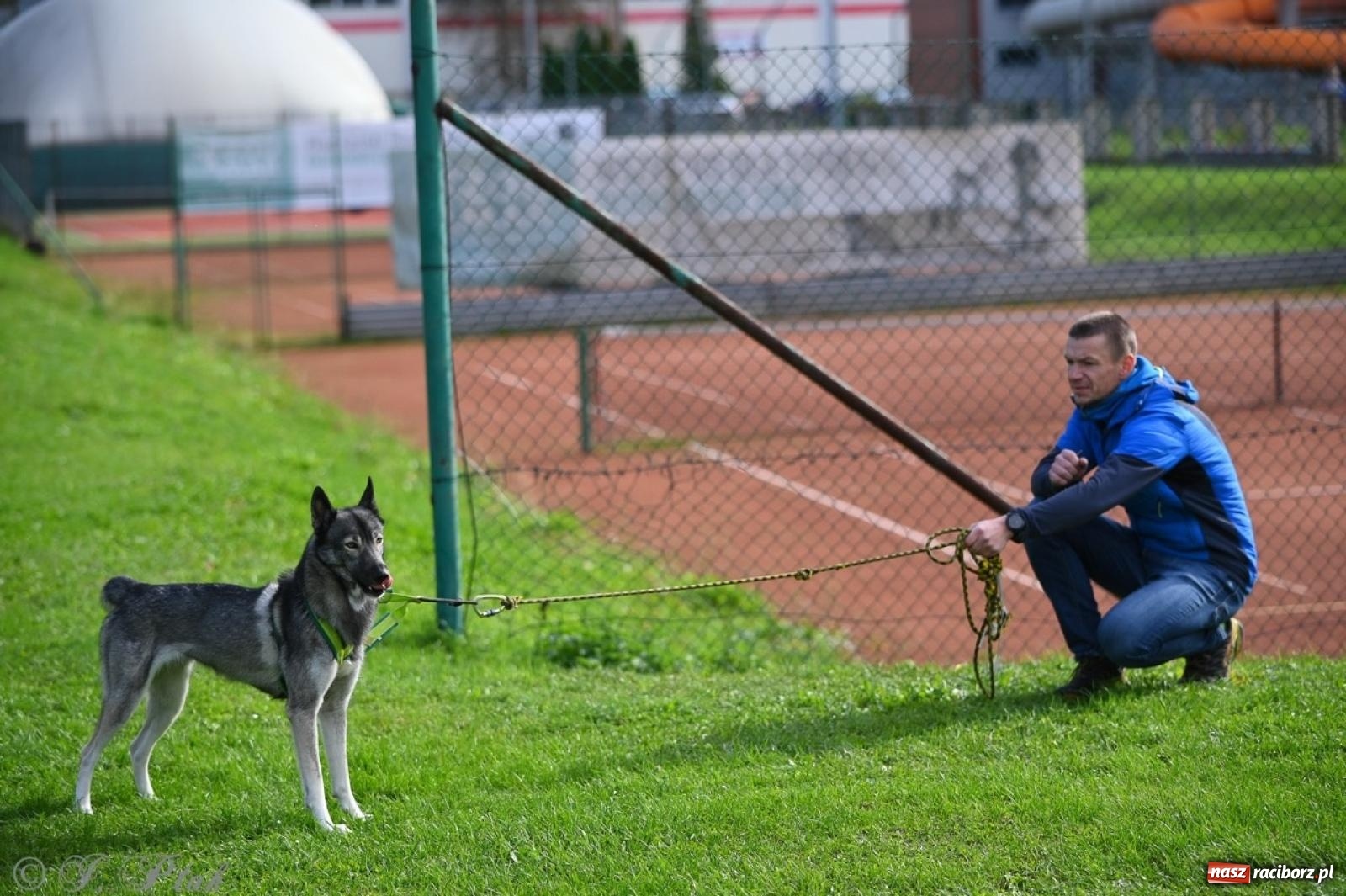 Zdjęcie w galerii na portalu naszraciborz.pl: Niedzielny dogtrekking. Bieg i spacer z psami wsparciem dla zwierząt OTOZ Animals wiadomości z regionu