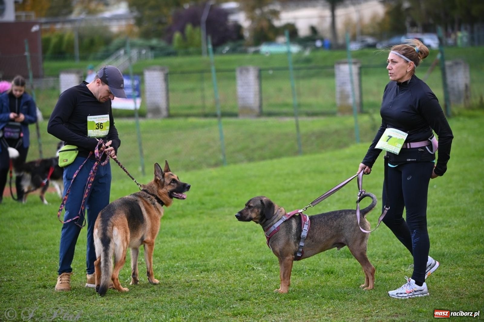 Zdjęcie w galerii na portalu naszraciborz.pl: Niedzielny dogtrekking. Bieg i spacer z psami wsparciem dla zwierząt OTOZ Animals wiadomości z regionu