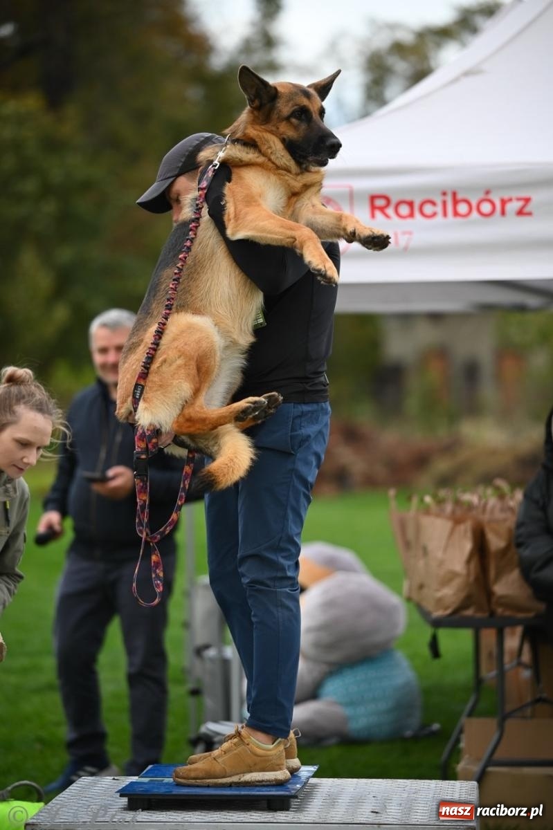 Zdjęcie w galerii na portalu naszraciborz.pl: Niedzielny dogtrekking. Bieg i spacer z psami wsparciem dla zwierząt OTOZ Animals wiadomości z regionu