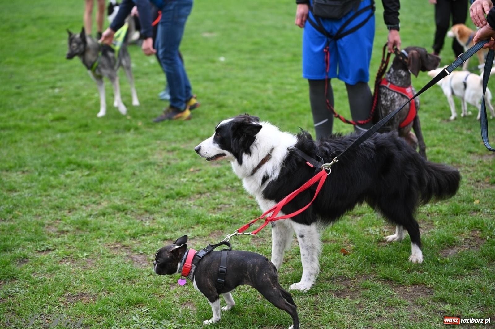 Zdjęcie w galerii na portalu naszraciborz.pl: Niedzielny dogtrekking. Bieg i spacer z psami wsparciem dla zwierząt OTOZ Animals wiadomości z regionu