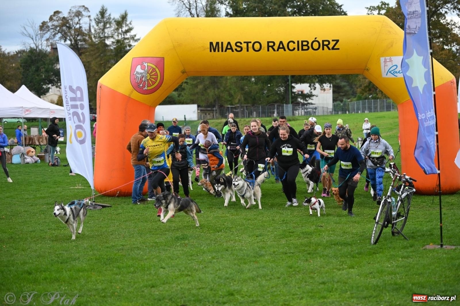 Zdjęcie w galerii na portalu naszraciborz.pl: Niedzielny dogtrekking. Bieg i spacer z psami wsparciem dla zwierząt OTOZ Animals wiadomości z regionu