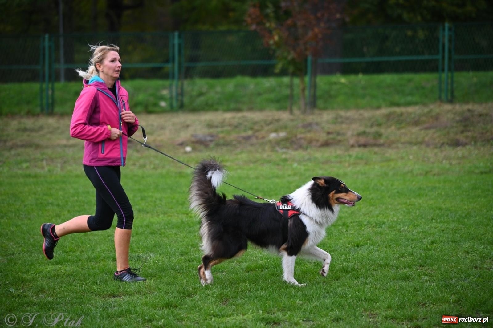 Zdjęcie w galerii na portalu naszraciborz.pl: Niedzielny dogtrekking. Bieg i spacer z psami wsparciem dla zwierząt OTOZ Animals wiadomości z regionu