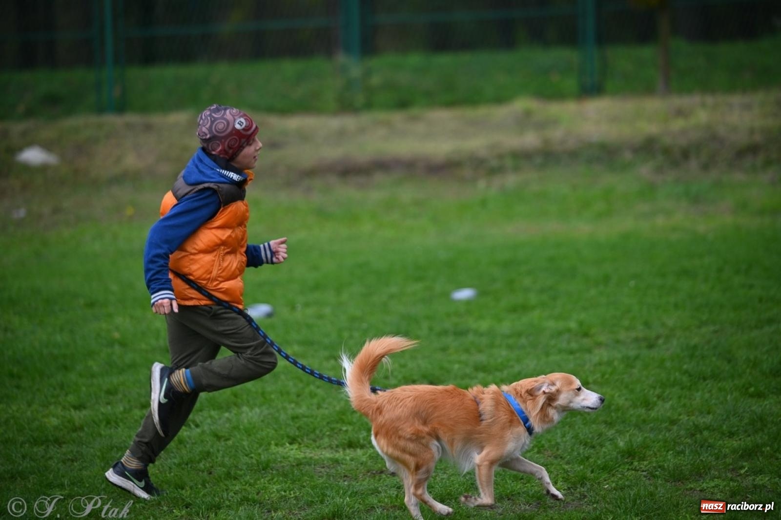 Zdjęcie w galerii na portalu naszraciborz.pl: Niedzielny dogtrekking. Bieg i spacer z psami wsparciem dla zwierząt OTOZ Animals wiadomości z regionu