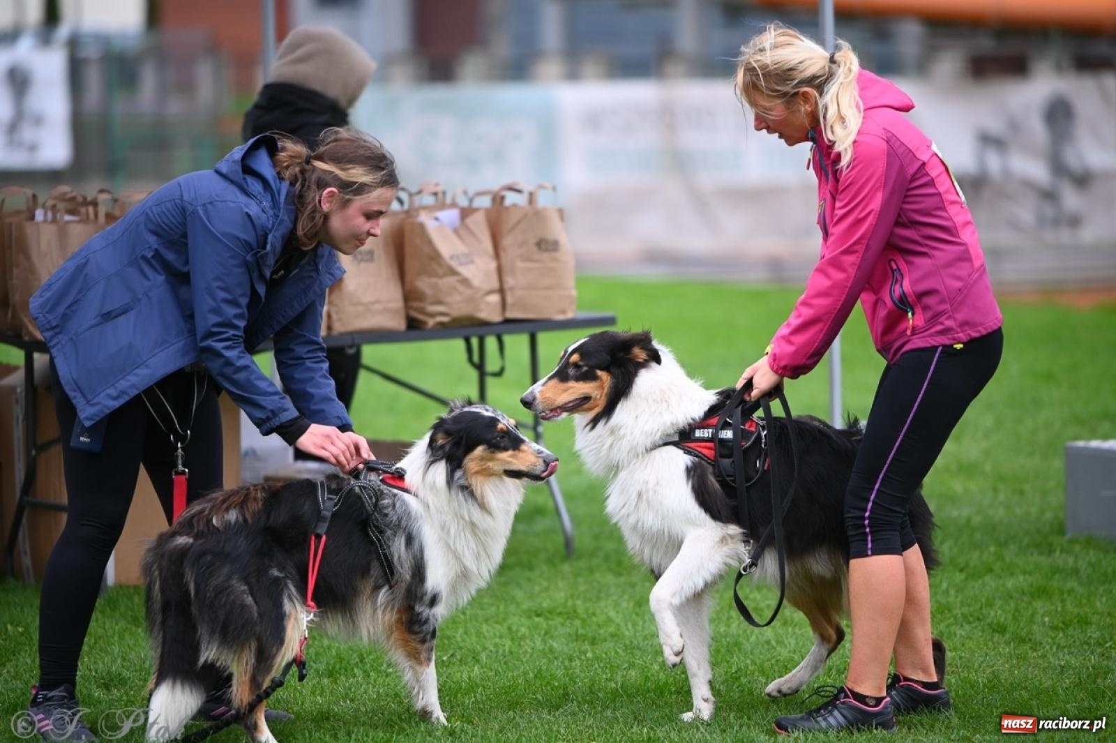 Zdjęcie w galerii na portalu naszraciborz.pl: Niedzielny dogtrekking. Bieg i spacer z psami wsparciem dla zwierząt OTOZ Animals wiadomości z regionu