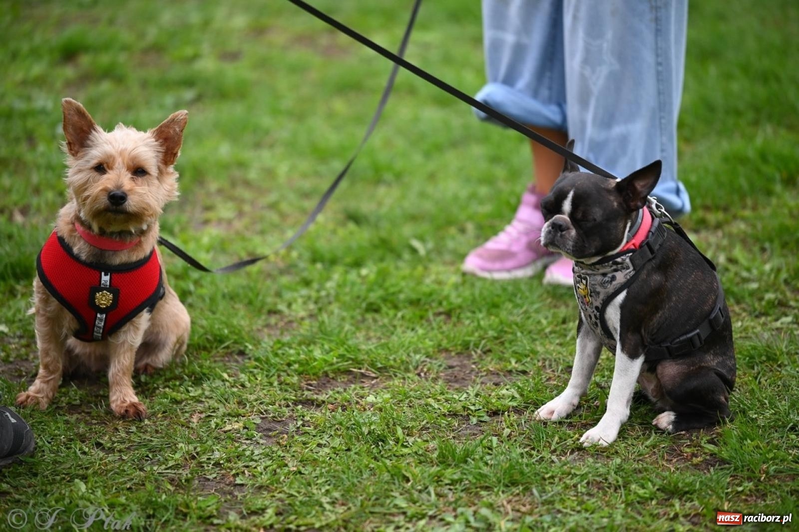 Zdjęcie w galerii na portalu naszraciborz.pl: Niedzielny dogtrekking. Bieg i spacer z psami wsparciem dla zwierząt OTOZ Animals wiadomości z regionu
