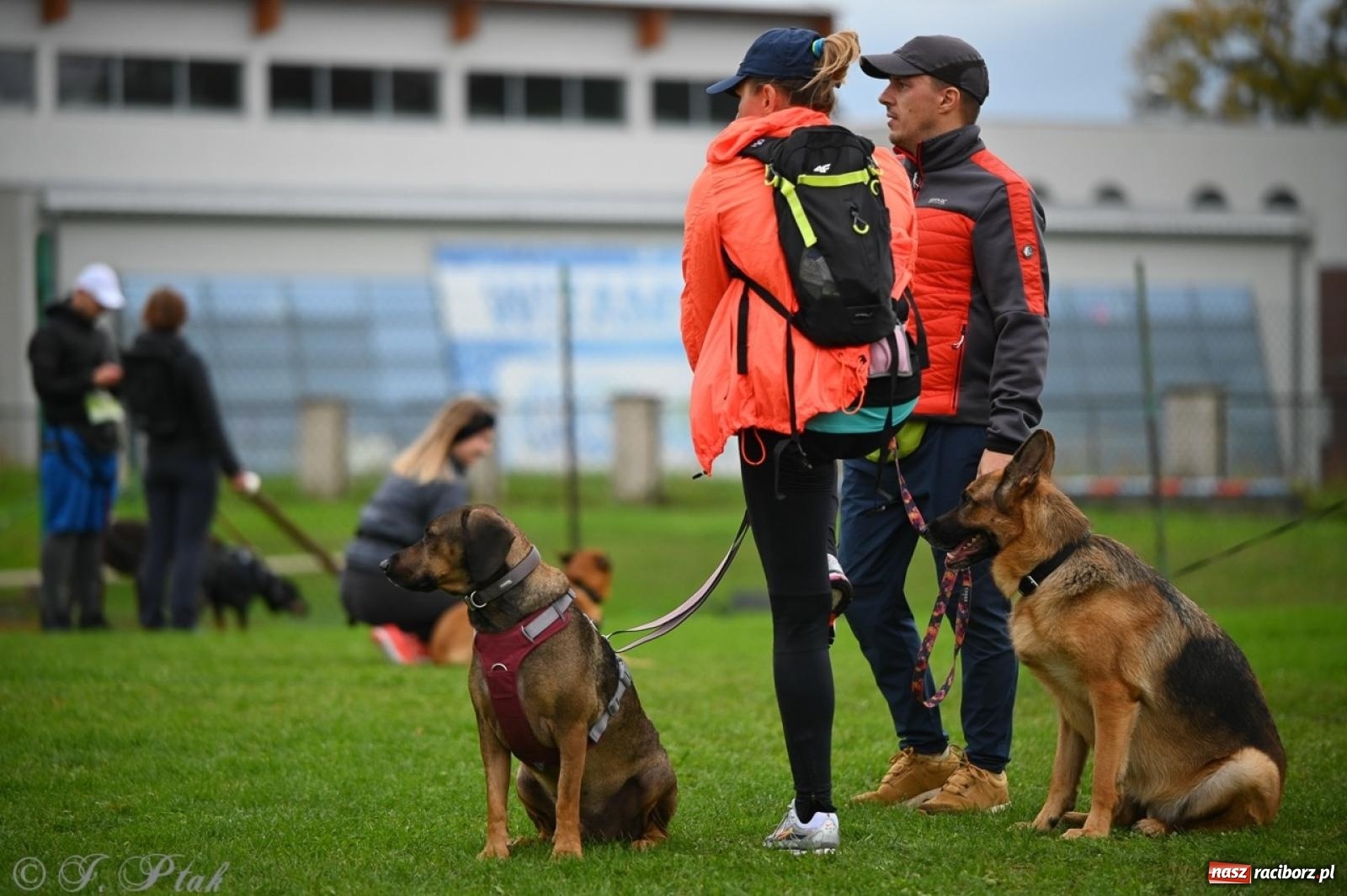 Zdjęcie w galerii na portalu naszraciborz.pl: Niedzielny dogtrekking. Bieg i spacer z psami wsparciem dla zwierząt OTOZ Animals wiadomości z regionu