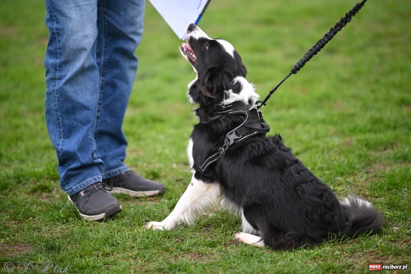 Zdjęcie w galerii na portalu naszraciborz.pl: Niedzielny dogtrekking. Bieg i spacer z psami wsparciem dla zwierząt OTOZ Animals wiadomości z regionu
