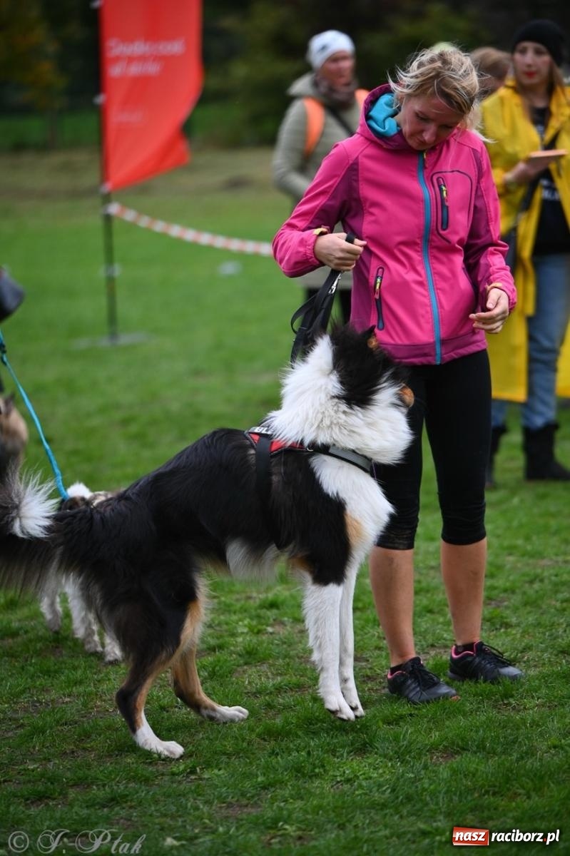 Zdjęcie w galerii na portalu naszraciborz.pl: Niedzielny dogtrekking. Bieg i spacer z psami wsparciem dla zwierząt OTOZ Animals wiadomości z regionu