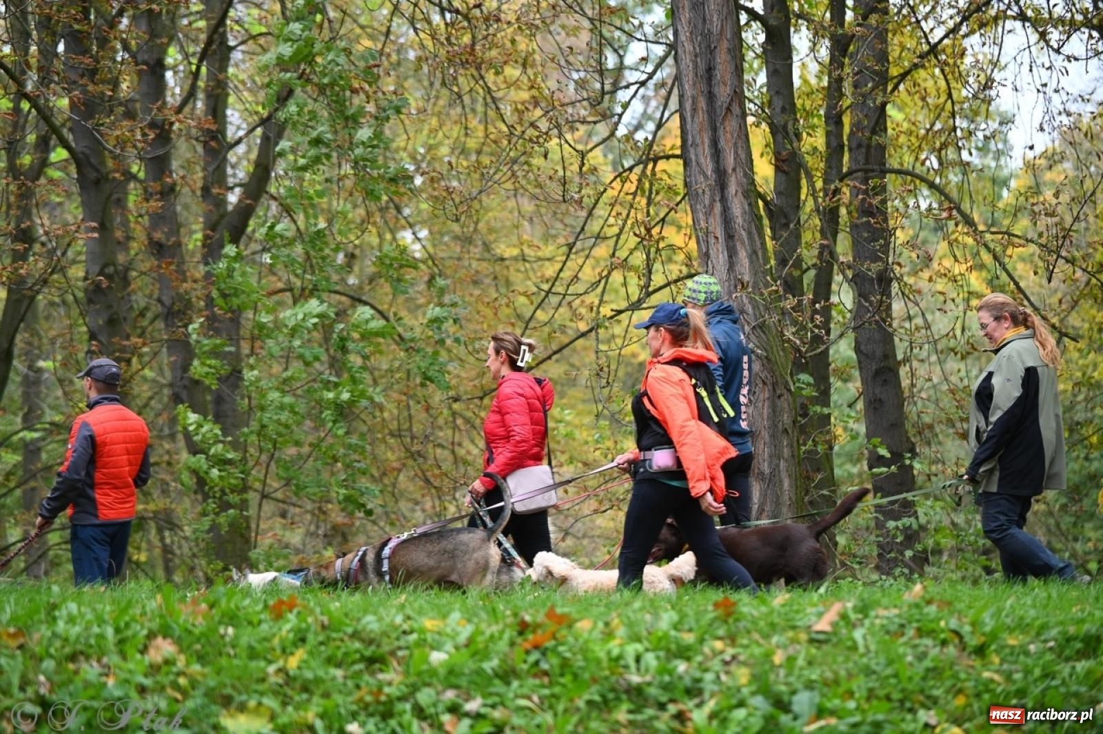 Zdjęcie w galerii na portalu naszraciborz.pl: Niedzielny dogtrekking. Bieg i spacer z psami wsparciem dla zwierząt OTOZ Animals wiadomości z regionu