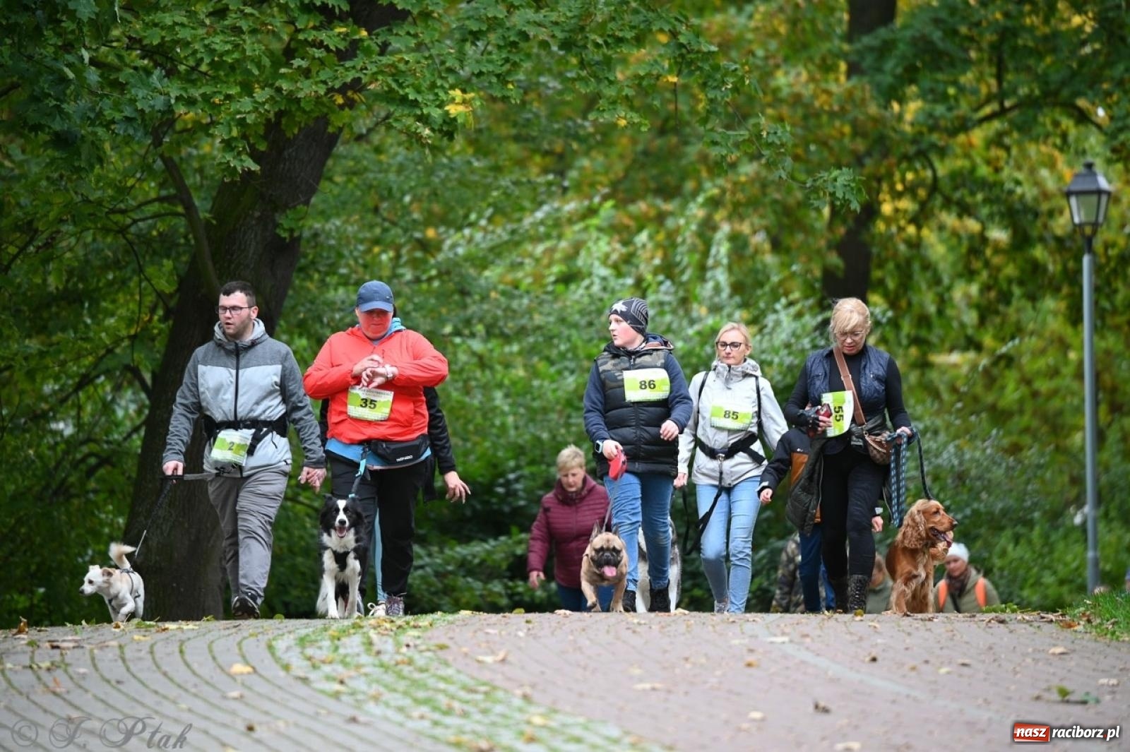 Zdjęcie w galerii na portalu naszraciborz.pl: Niedzielny dogtrekking. Bieg i spacer z psami wsparciem dla zwierząt OTOZ Animals wiadomości z regionu