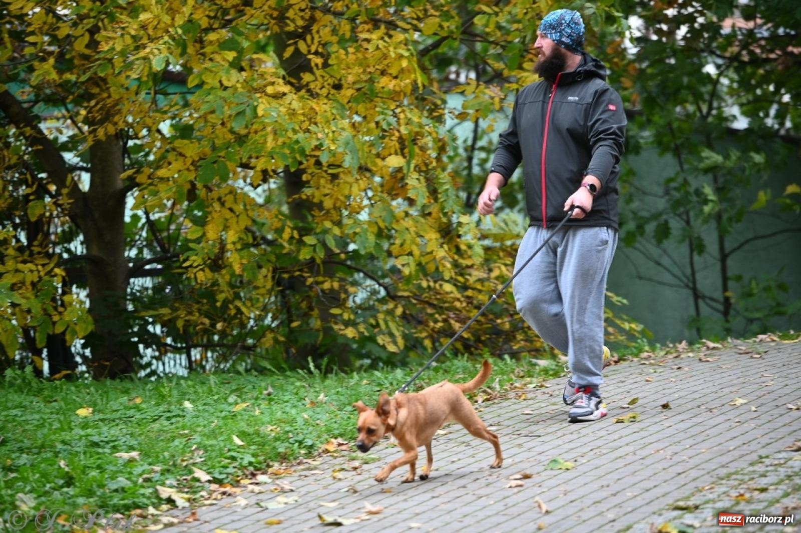 Zdjęcie w galerii na portalu naszraciborz.pl: Niedzielny dogtrekking. Bieg i spacer z psami wsparciem dla zwierząt OTOZ Animals wiadomości z regionu