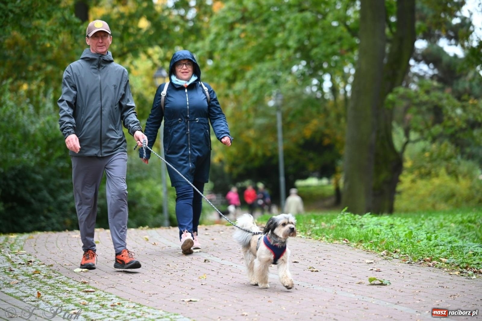 Zdjęcie w galerii na portalu naszraciborz.pl: Niedzielny dogtrekking. Bieg i spacer z psami wsparciem dla zwierząt OTOZ Animals wiadomości z regionu