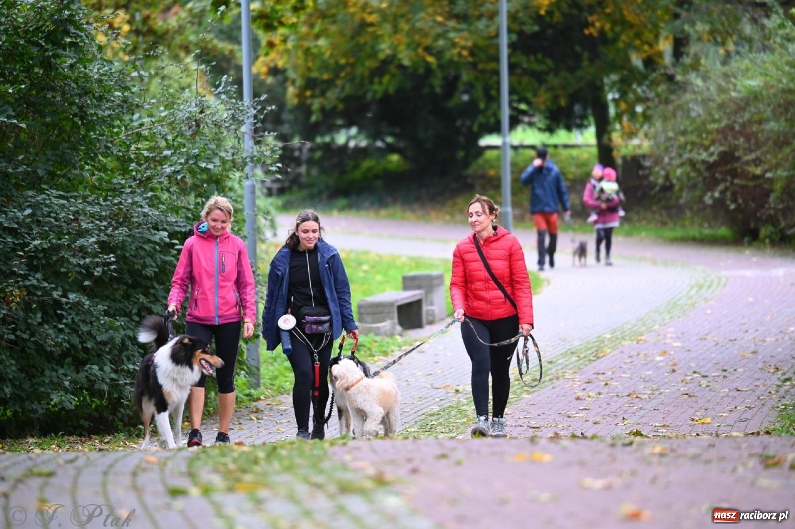 Zdjęcie w galerii na portalu naszraciborz.pl: Niedzielny dogtrekking. Bieg i spacer z psami wsparciem dla zwierząt OTOZ Animals wiadomości z regionu