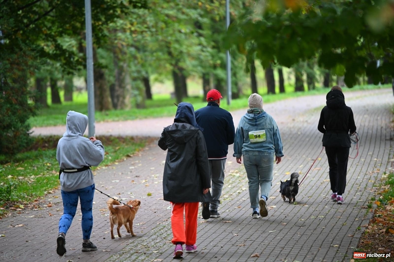 Zdjęcie w galerii na portalu naszraciborz.pl: Niedzielny dogtrekking. Bieg i spacer z psami wsparciem dla zwierząt OTOZ Animals wiadomości z regionu