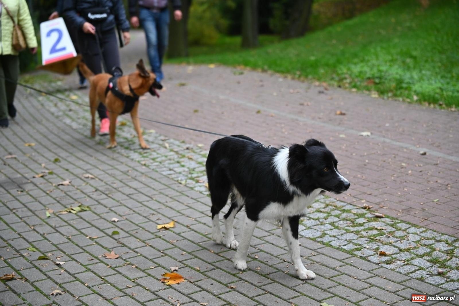 Zdjęcie w galerii na portalu naszraciborz.pl: Niedzielny dogtrekking. Bieg i spacer z psami wsparciem dla zwierząt OTOZ Animals wiadomości z regionu
