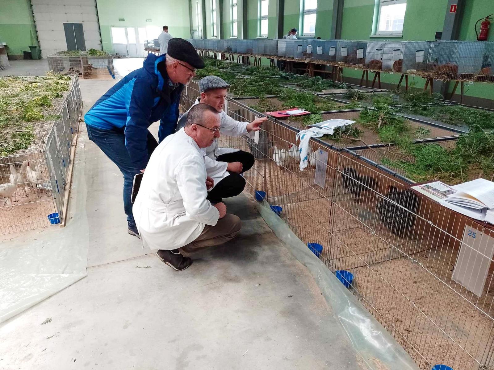 Zdjęcie w galerii na portalu naszraciborz.pl: Regionalna wystawa gołębi rasowych, drobnego inwentarza i królików w Pietrowicach Wielkich wiadomości z regionu