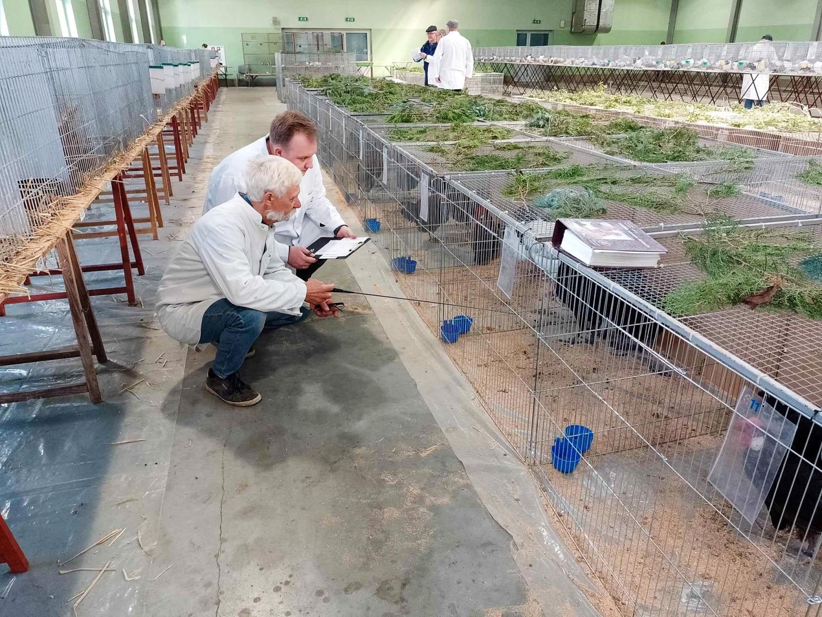 Zdjęcie w galerii na portalu naszraciborz.pl: Regionalna wystawa gołębi rasowych, drobnego inwentarza i królików w Pietrowicach Wielkich wiadomości z regionu