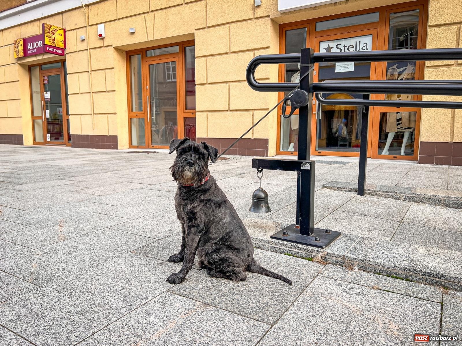 Zdjęcie w galerii na portalu naszraciborz.pl: Kiermasz, bazarek i targ staroci. Sobotnie handlowanie na obrzeżach rynku i żale sprzedawców wiadomości z regionu