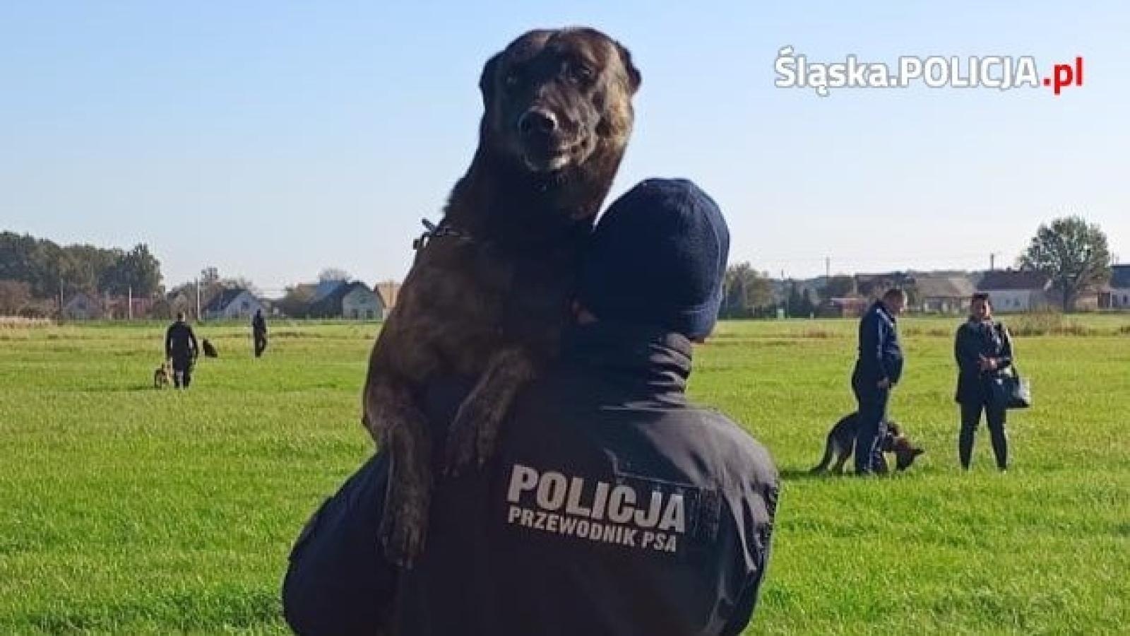 Zdjęcie w galerii na portalu naszraciborz.pl: Warsztaty szkoleniowe z czeskimi policjantami w ramach polsko-czeskiej współpracy kynologicznej wiadomości z regionu