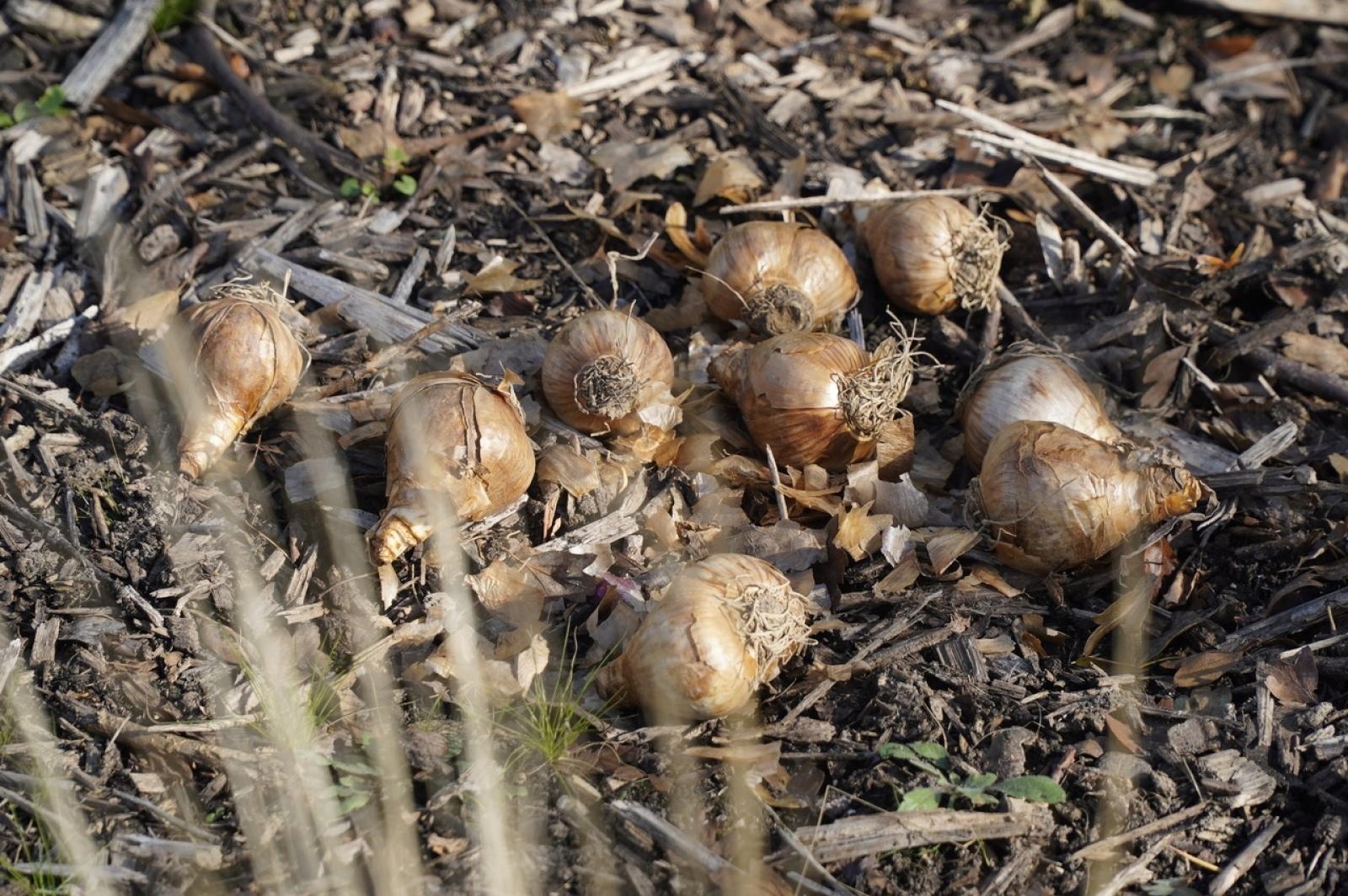 Zdjęcie w galerii na portalu naszraciborz.pl: W Raciborzu przybywa terenów z roślinnością wieloletnią wiadomości z regionu