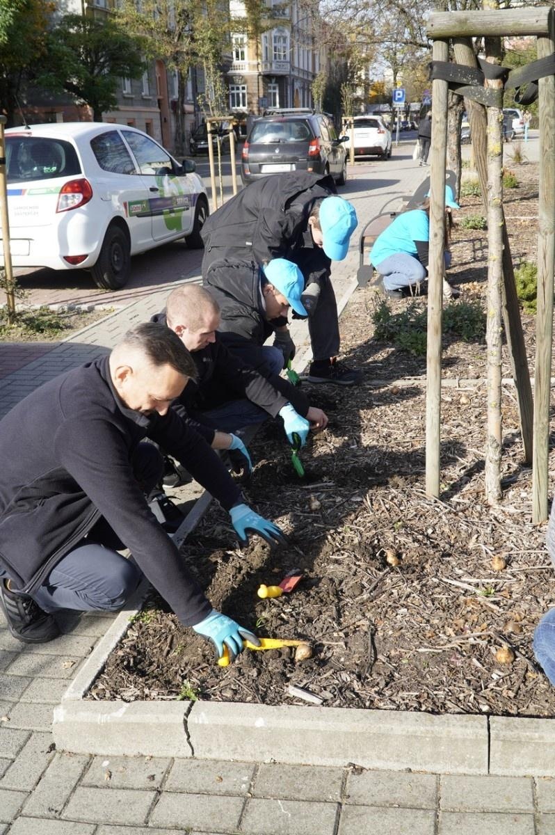 Zdjęcie w galerii na portalu naszraciborz.pl: W Raciborzu przybywa terenów z roślinnością wieloletnią wiadomości z regionu