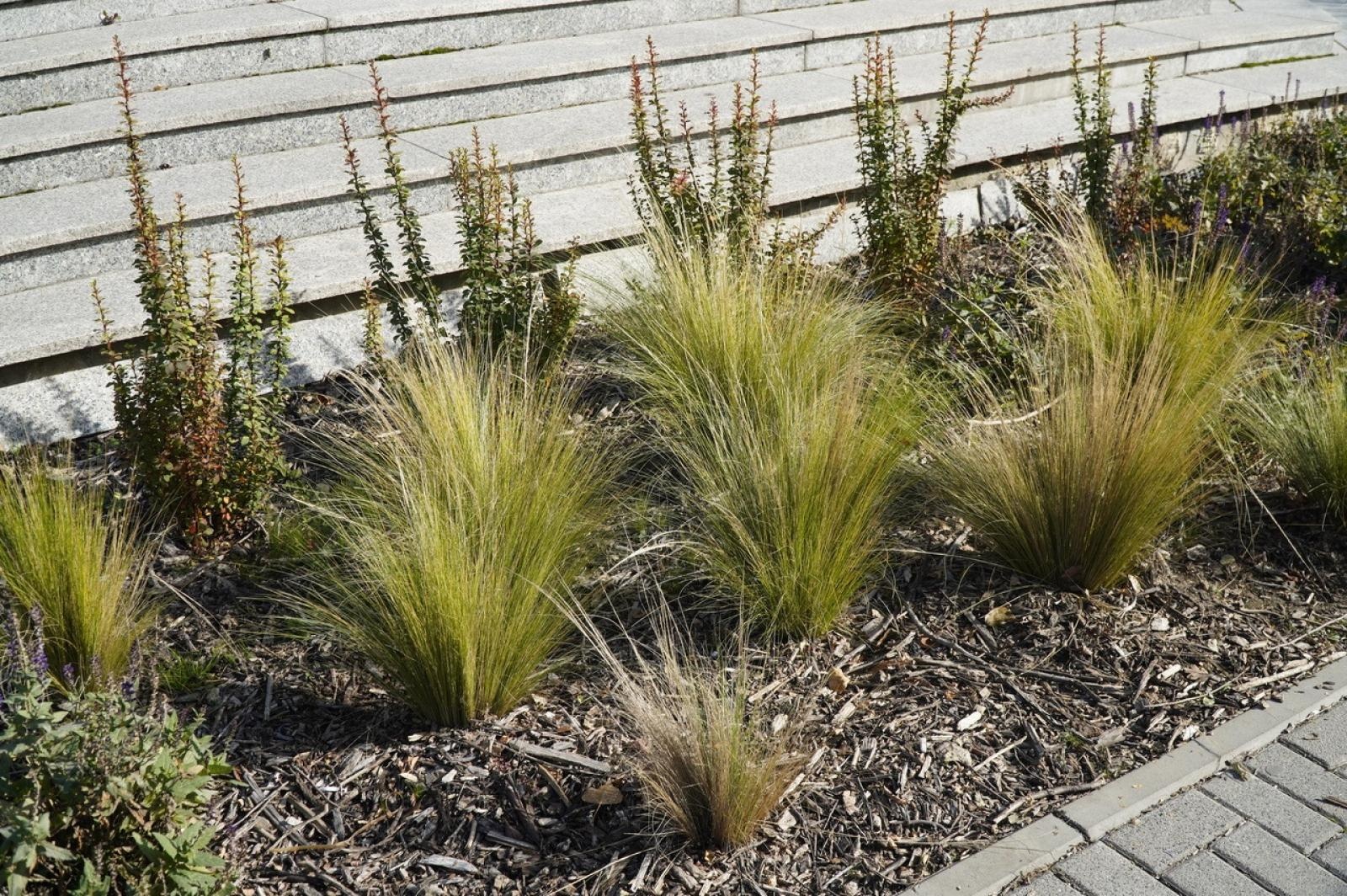 Zdjęcie w galerii na portalu naszraciborz.pl: W Raciborzu przybywa terenów z roślinnością wieloletnią wiadomości z regionu