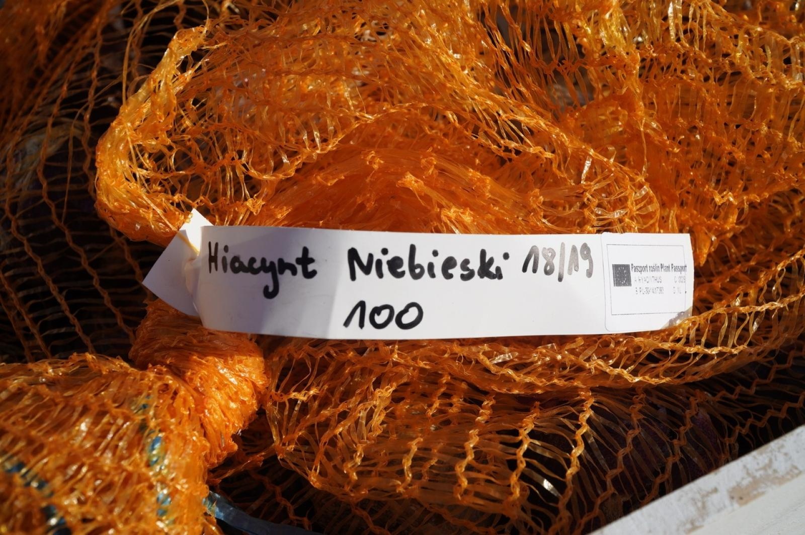 Zdjęcie w galerii na portalu naszraciborz.pl: W Raciborzu przybywa terenów z roślinnością wieloletnią wiadomości z regionu