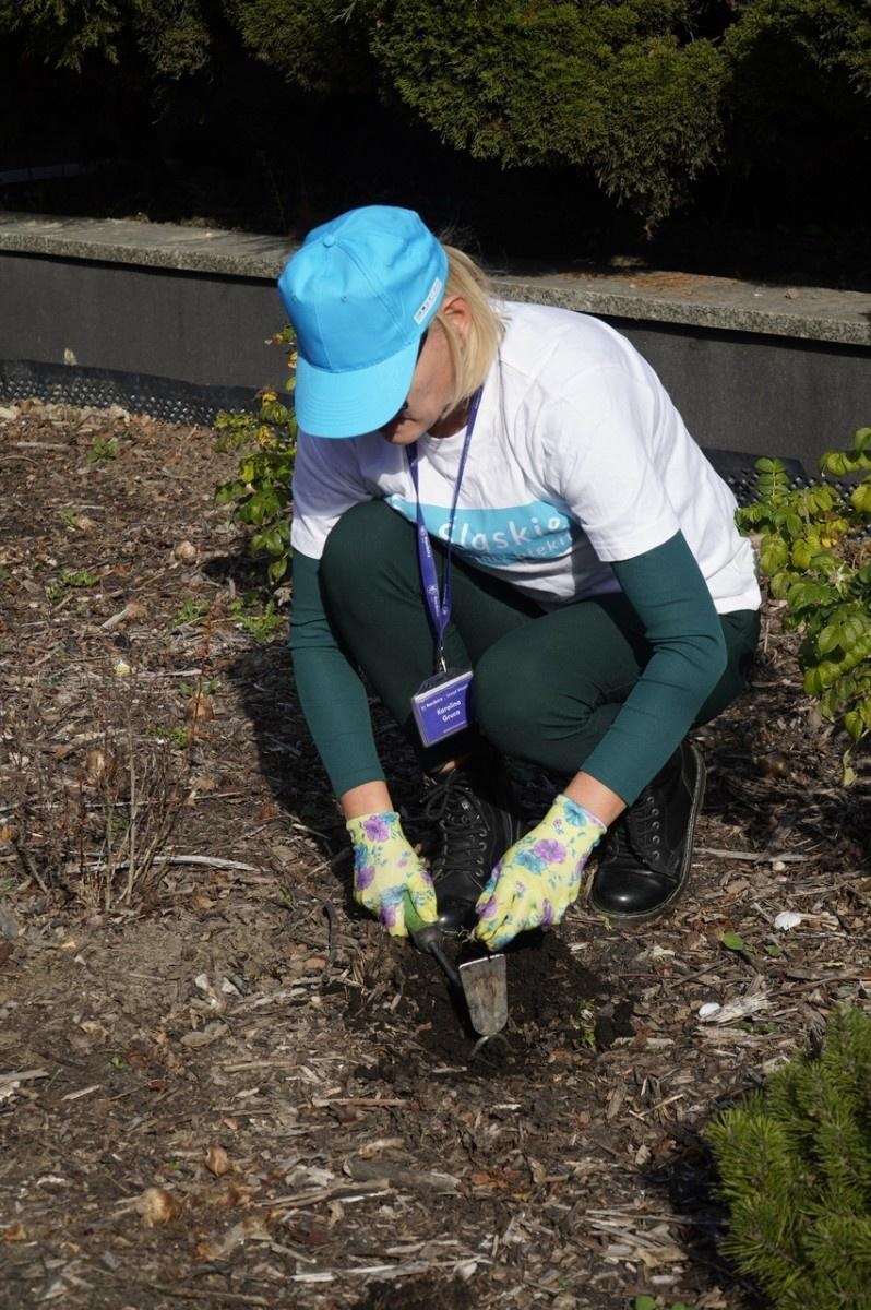 Zdjęcie w galerii na portalu naszraciborz.pl: W Raciborzu przybywa terenów z roślinnością wieloletnią wiadomości z regionu