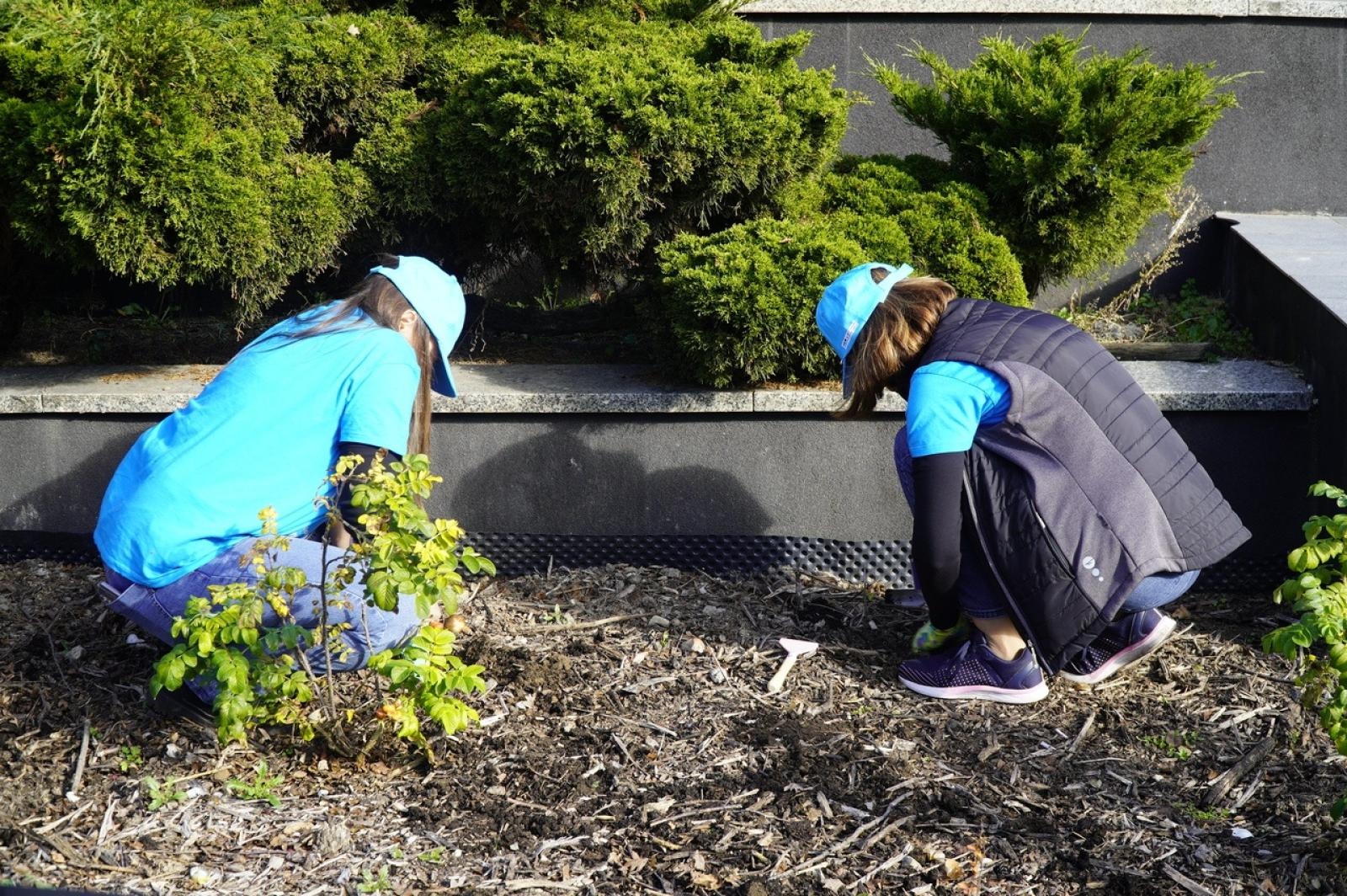 Zdjęcie w galerii na portalu naszraciborz.pl: W Raciborzu przybywa terenów z roślinnością wieloletnią wiadomości z regionu