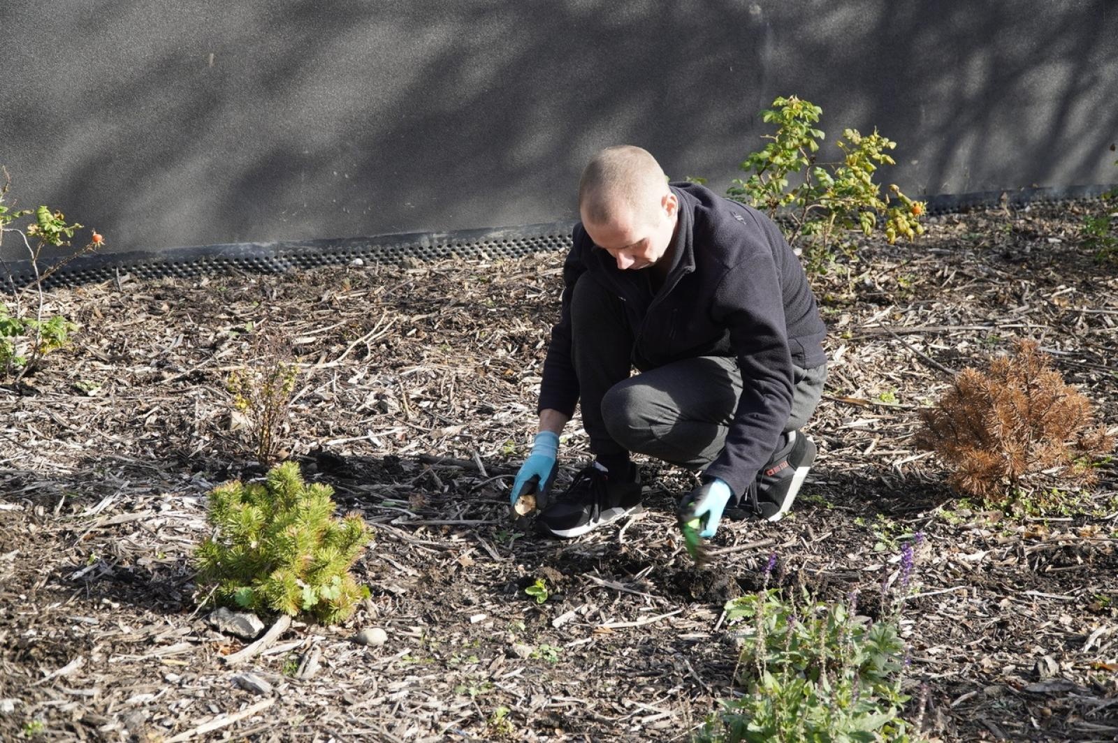 Zdjęcie w galerii na portalu naszraciborz.pl: W Raciborzu przybywa terenów z roślinnością wieloletnią wiadomości z regionu