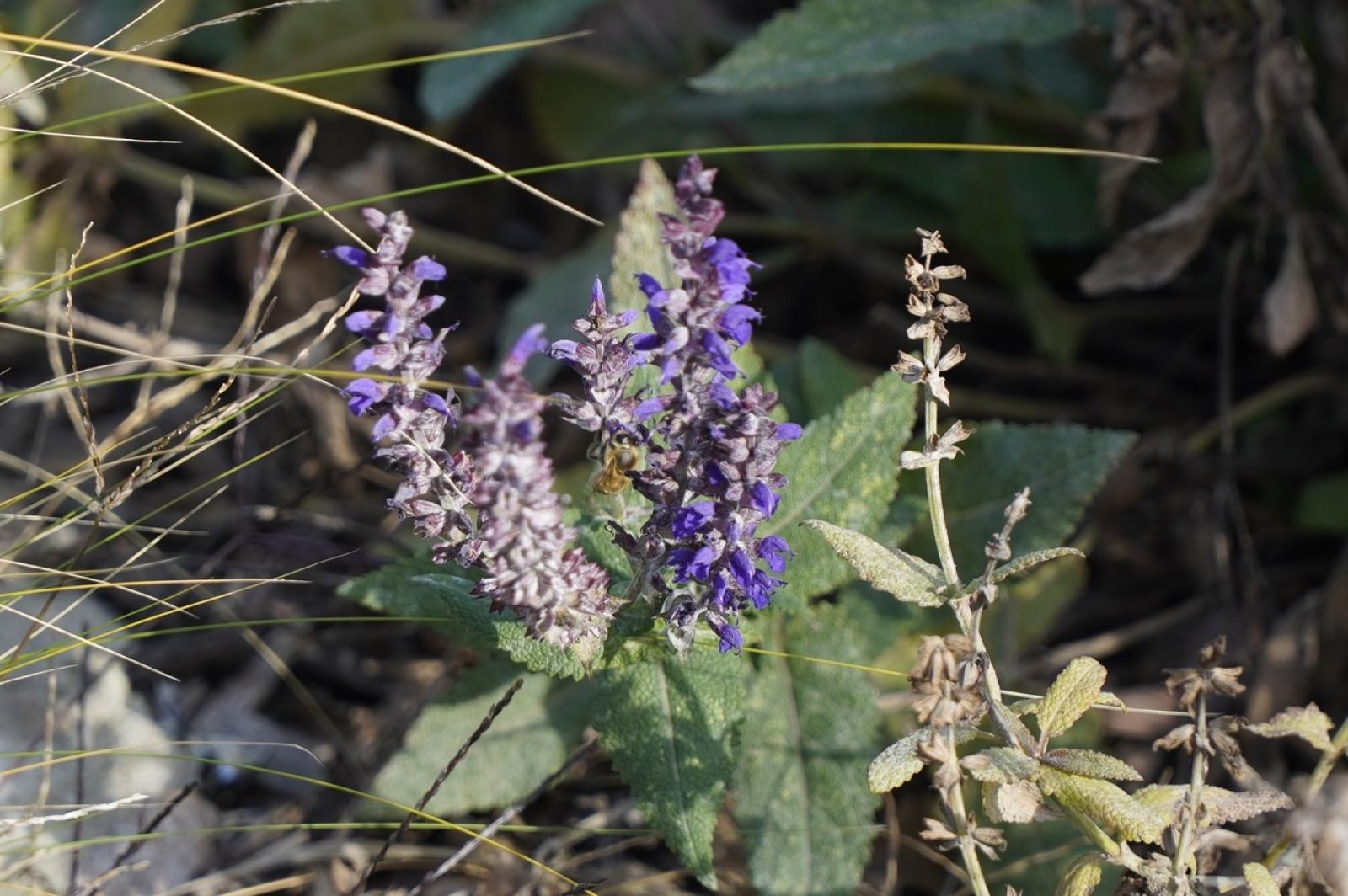 Zdjęcie w galerii na portalu naszraciborz.pl: W Raciborzu przybywa terenów z roślinnością wieloletnią wiadomości z regionu