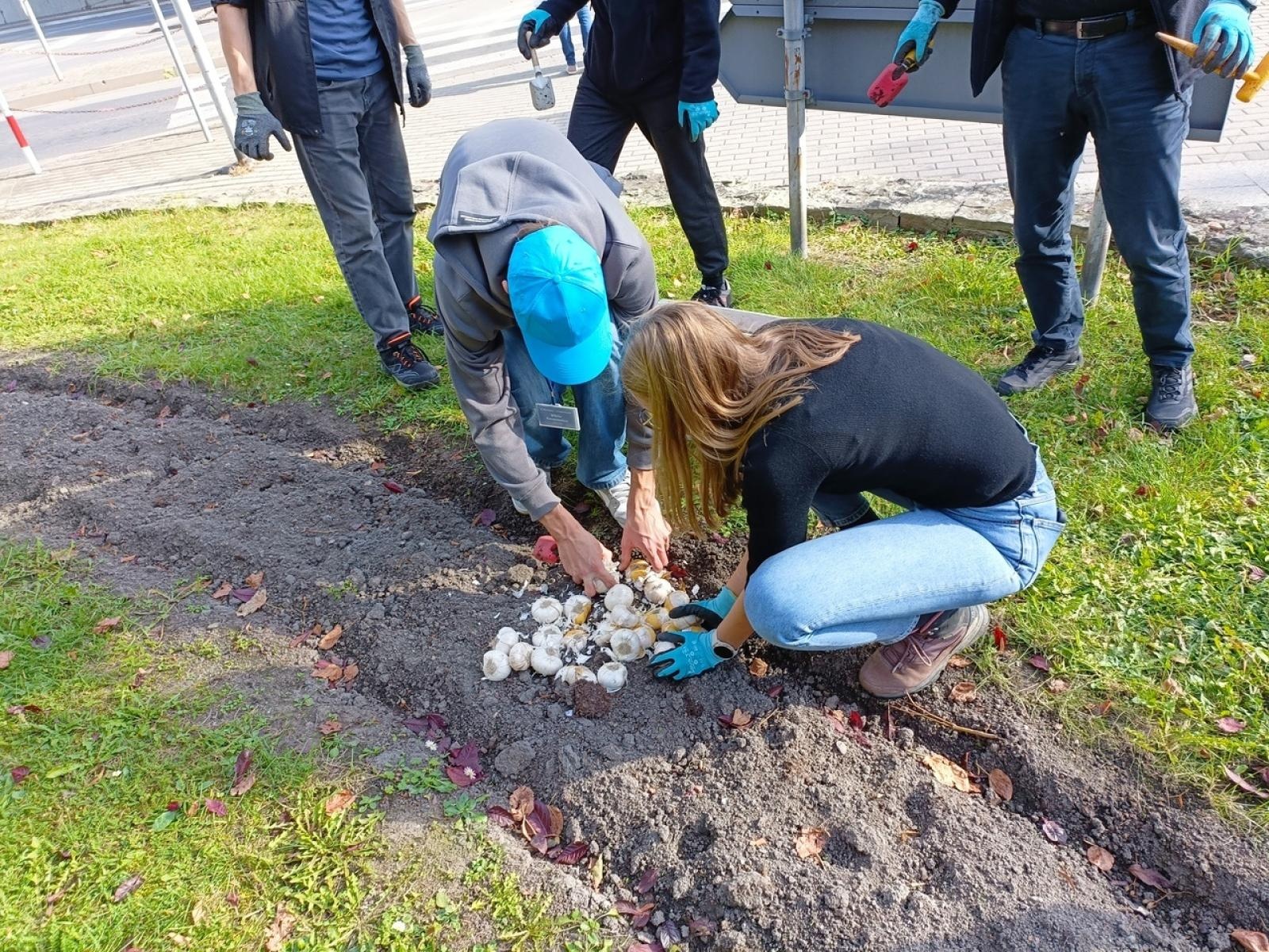 Zdjęcie w galerii na portalu naszraciborz.pl: W Raciborzu przybywa terenów z roślinnością wieloletnią wiadomości z regionu