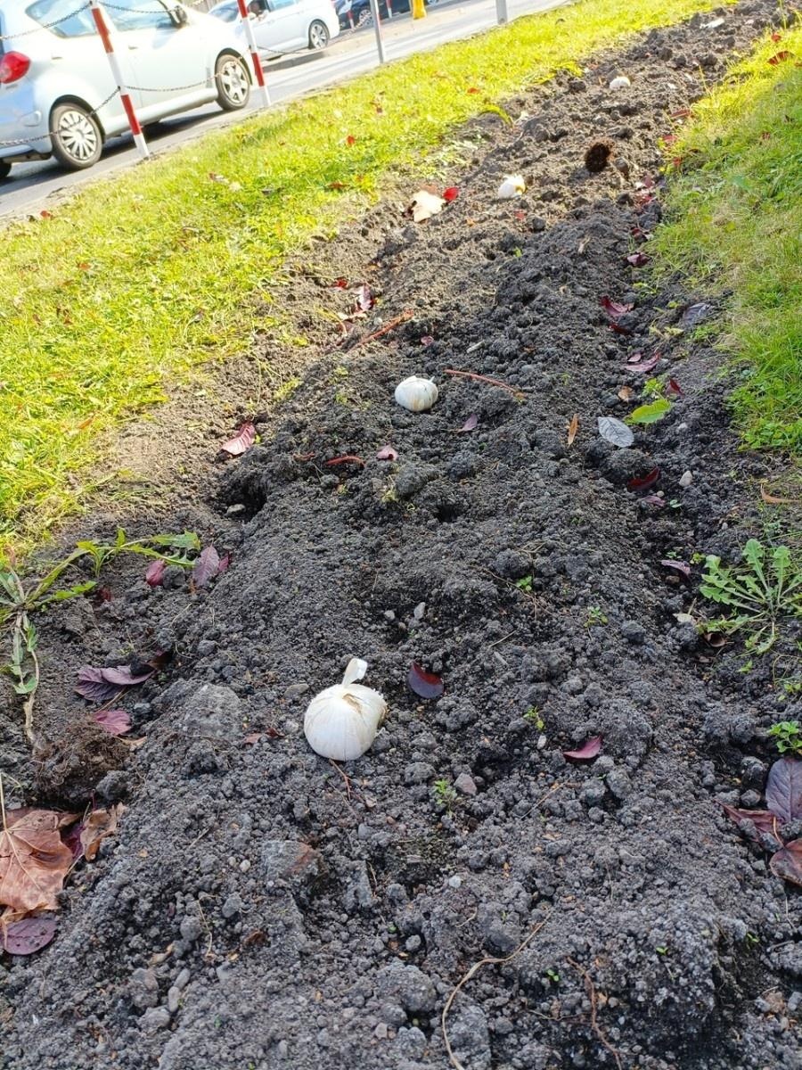 Zdjęcie w galerii na portalu naszraciborz.pl: W Raciborzu przybywa terenów z roślinnością wieloletnią wiadomości z regionu