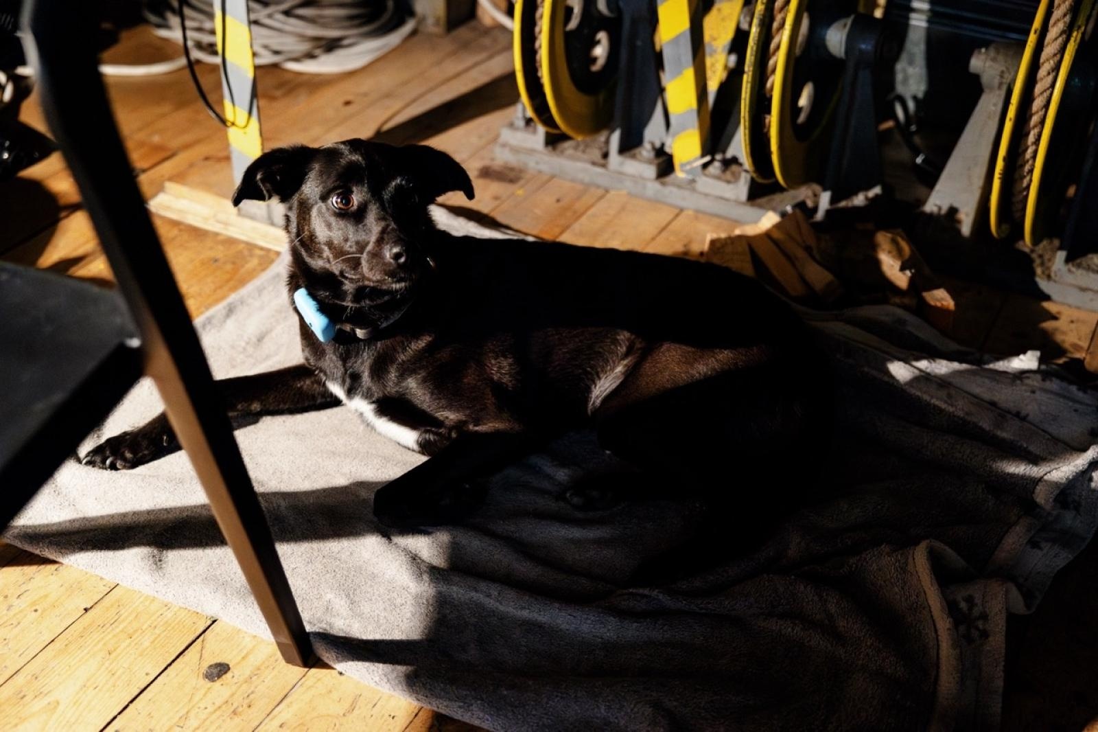 Zdjęcie w galerii na portalu naszraciborz.pl: XX jubileuszowa edycja Wiatraków przeszła do historii wiadomości z regionu