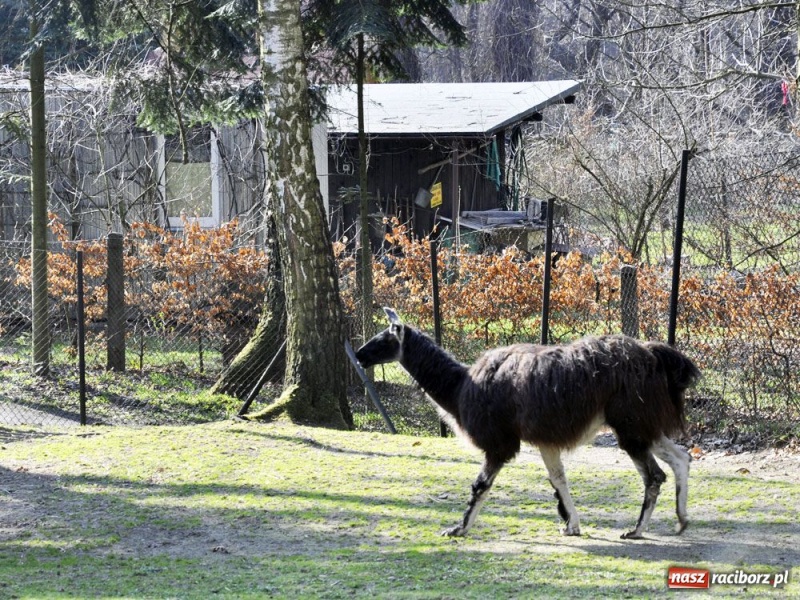 Zdjęcie w galerii na portalu naszraciborz.pl: Tłumy w Arboretum Bramy Morawskiej wiadomości z regionu