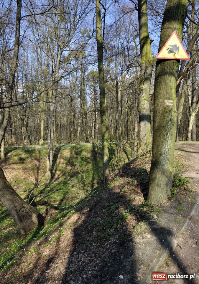 Zdjęcie w galerii na portalu naszraciborz.pl: Tłumy w Arboretum Bramy Morawskiej wiadomości z regionu