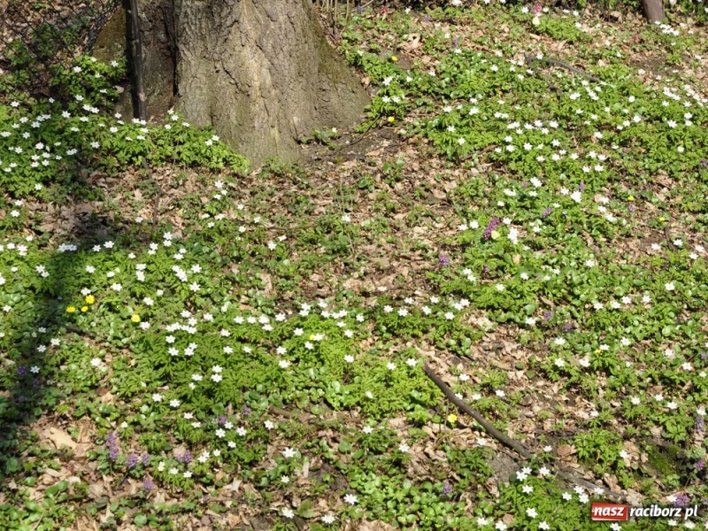 Zdjęcie w galerii na portalu naszraciborz.pl: Tłumy w Arboretum Bramy Morawskiej wiadomości z regionu