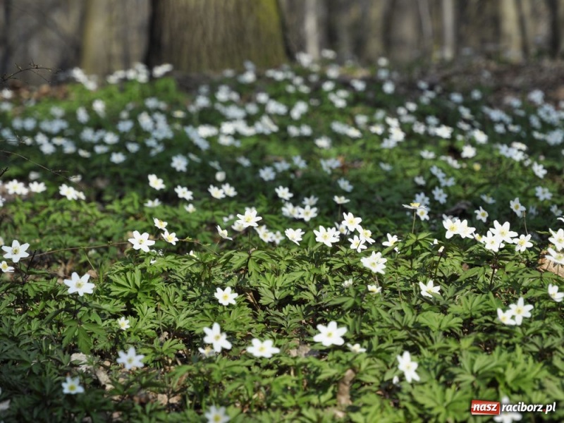 Zdjęcie w galerii na portalu naszraciborz.pl: Tłumy w Arboretum Bramy Morawskiej wiadomości z regionu