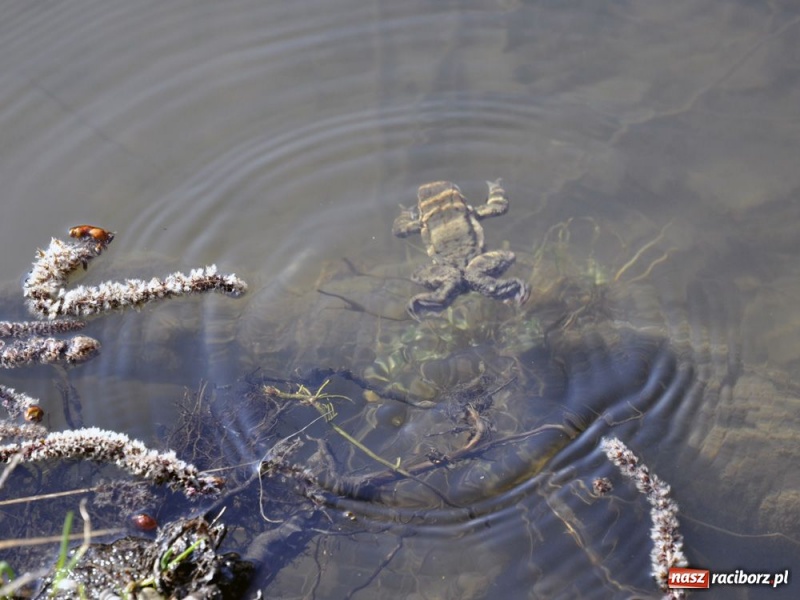 Zdjęcie w galerii na portalu naszraciborz.pl: Tłumy w Arboretum Bramy Morawskiej wiadomości z regionu