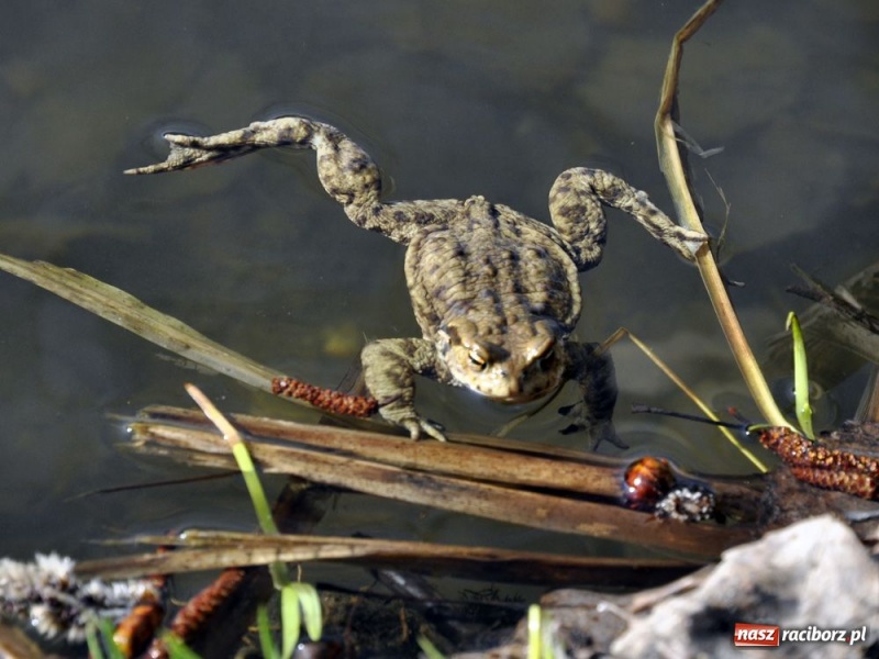Zdjęcie w galerii na portalu naszraciborz.pl: Tłumy w Arboretum Bramy Morawskiej wiadomości z regionu