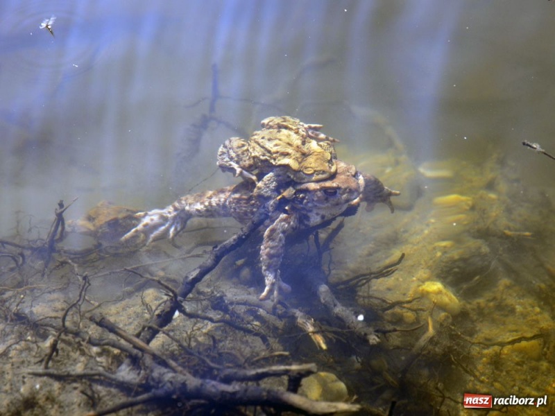 Zdjęcie w galerii na portalu naszraciborz.pl: Tłumy w Arboretum Bramy Morawskiej wiadomości z regionu