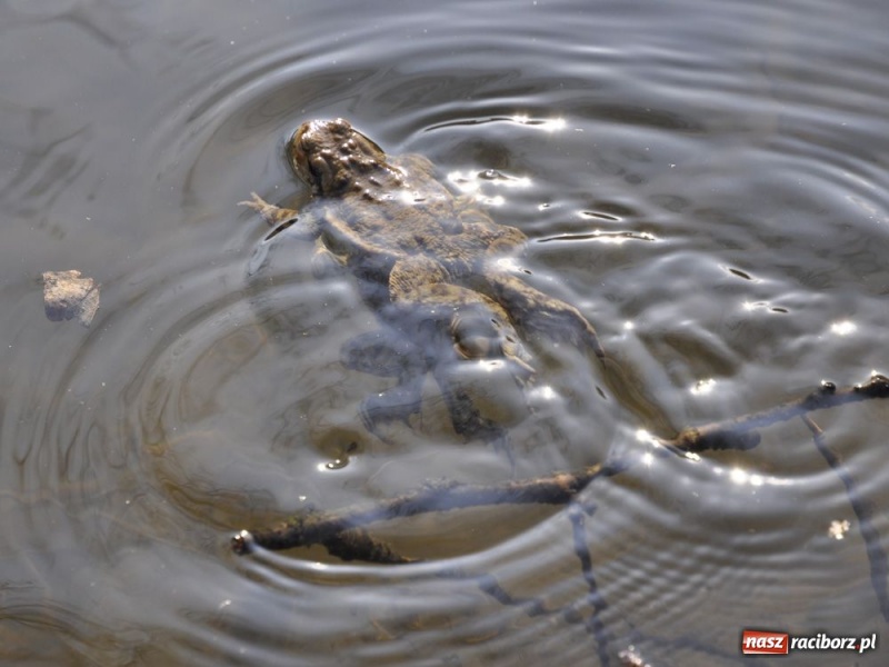 Zdjęcie w galerii na portalu naszraciborz.pl: Tłumy w Arboretum Bramy Morawskiej wiadomości z regionu