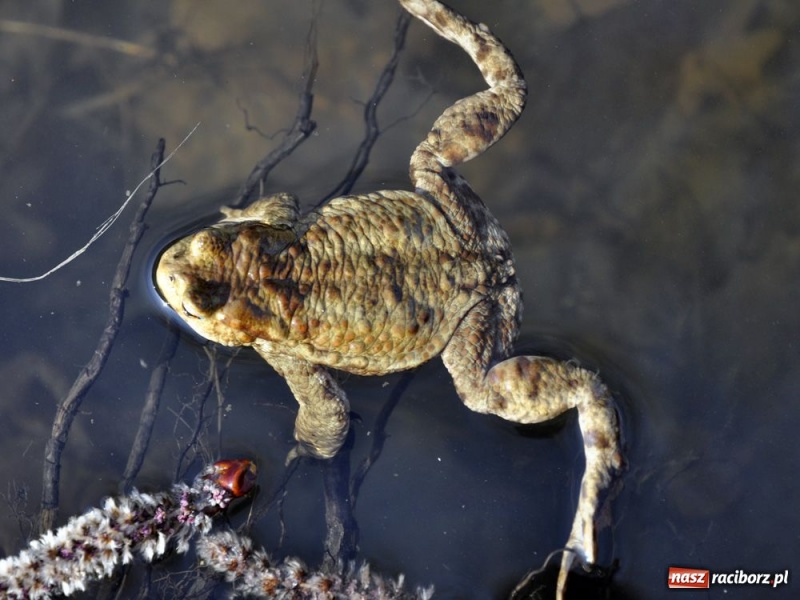 Zdjęcie w galerii na portalu naszraciborz.pl: Tłumy w Arboretum Bramy Morawskiej wiadomości z regionu