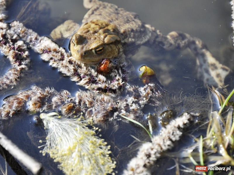 Zdjęcie w galerii na portalu naszraciborz.pl: Tłumy w Arboretum Bramy Morawskiej wiadomości z regionu