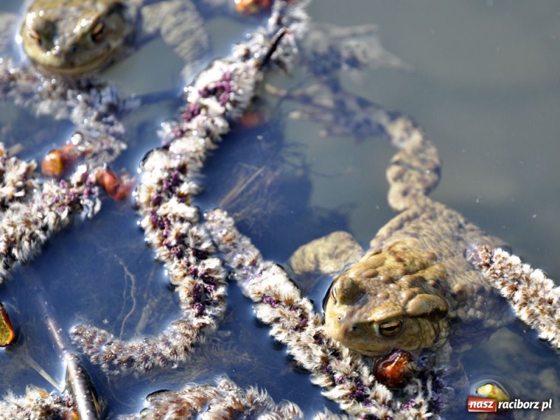 Zdjęcie w galerii na portalu naszraciborz.pl: Tłumy w Arboretum Bramy Morawskiej wiadomości z regionu