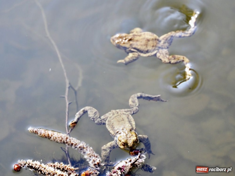 Zdjęcie w galerii na portalu naszraciborz.pl: Tłumy w Arboretum Bramy Morawskiej wiadomości z regionu