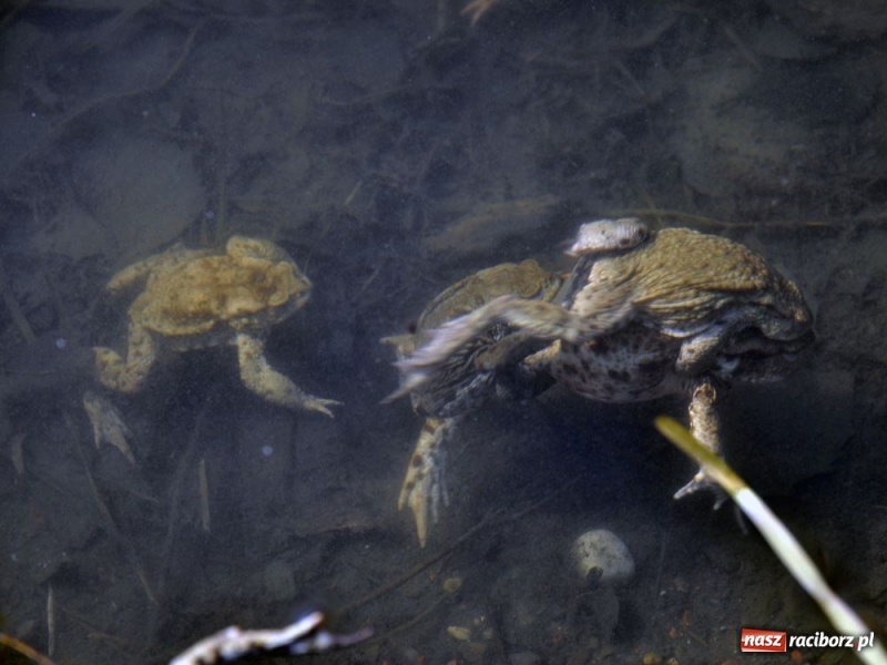Zdjęcie w galerii na portalu naszraciborz.pl: Tłumy w Arboretum Bramy Morawskiej wiadomości z regionu