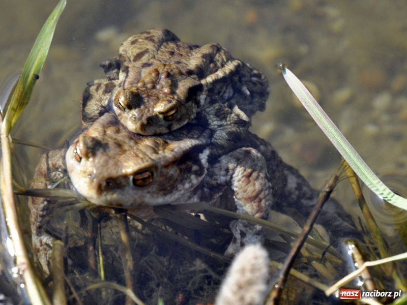 Zdjęcie w galerii na portalu naszraciborz.pl: Tłumy w Arboretum Bramy Morawskiej wiadomości z regionu