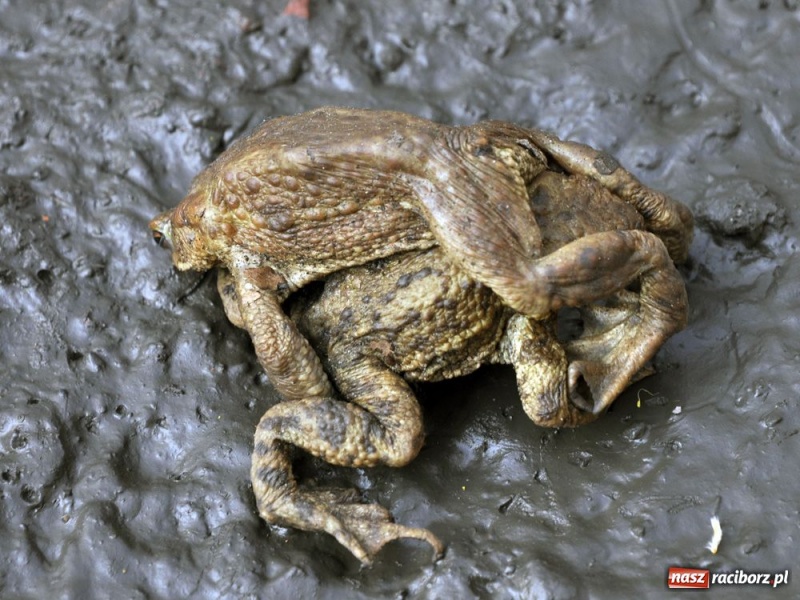 Zdjęcie w galerii na portalu naszraciborz.pl: Tłumy w Arboretum Bramy Morawskiej wiadomości z regionu