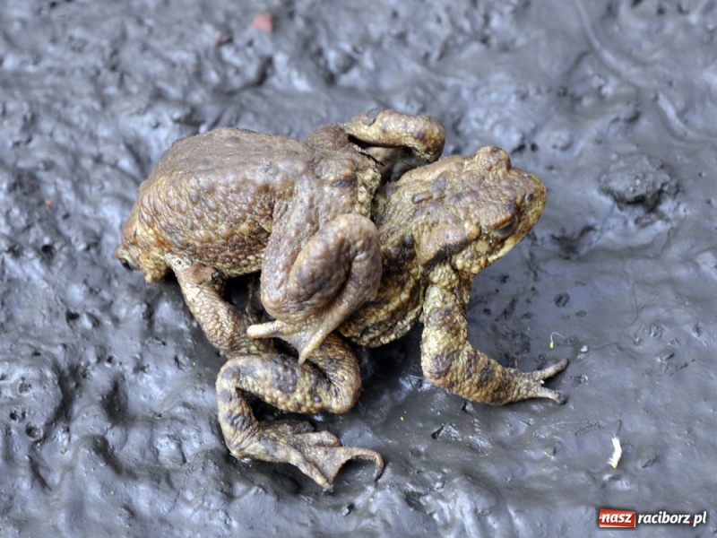 Zdjęcie w galerii na portalu naszraciborz.pl: Tłumy w Arboretum Bramy Morawskiej wiadomości z regionu